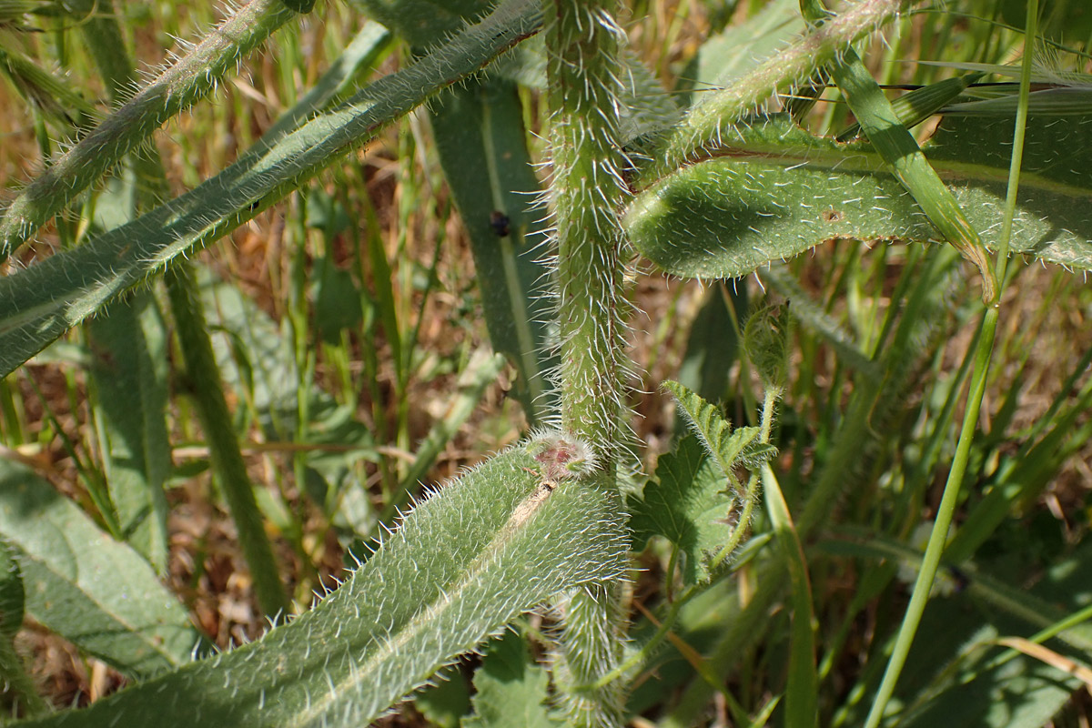 Image of Anchusa azurea specimen.