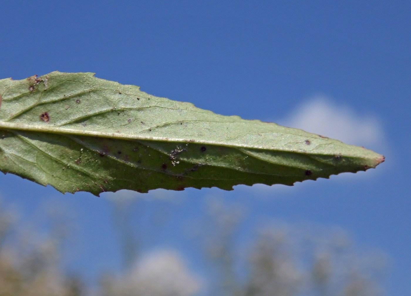 Image of Epilobium tetragonum specimen.