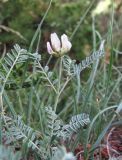 Astragalus tshegemensis