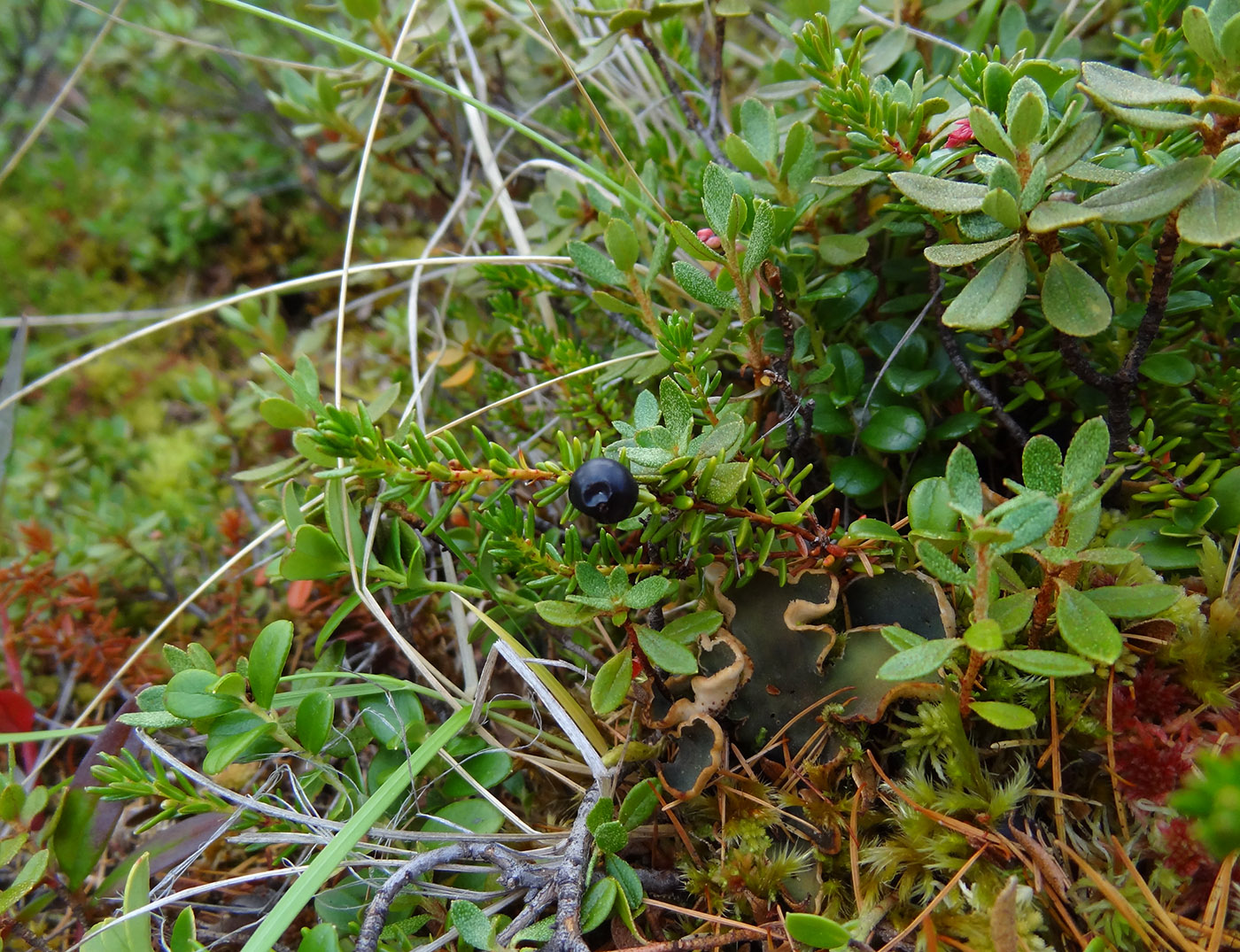 Image of Empetrum subholarcticum specimen.