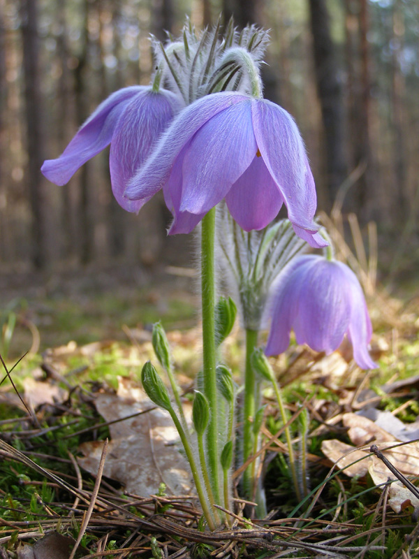 Изображение особи Pulsatilla patens.