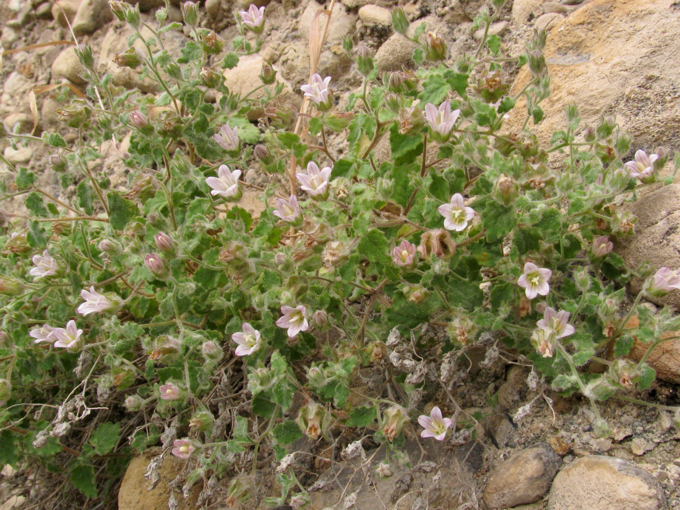 Image of Campanula incanescens specimen.