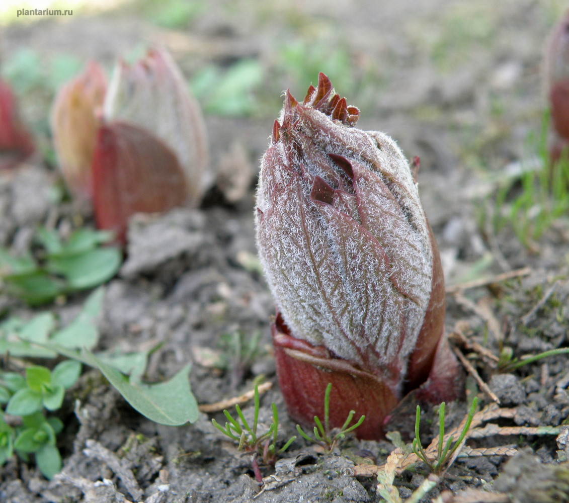 Image of Paeonia arietina specimen.