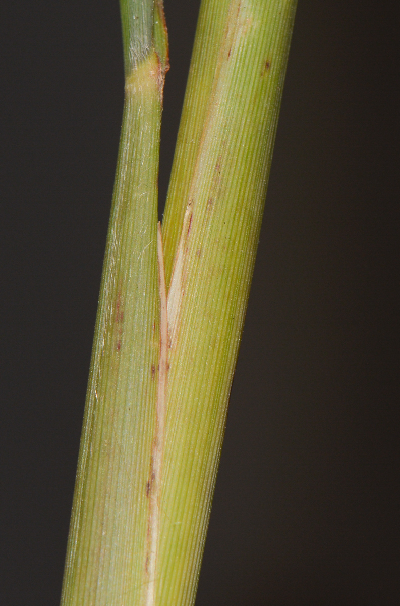 Image of genus Miscanthus specimen.