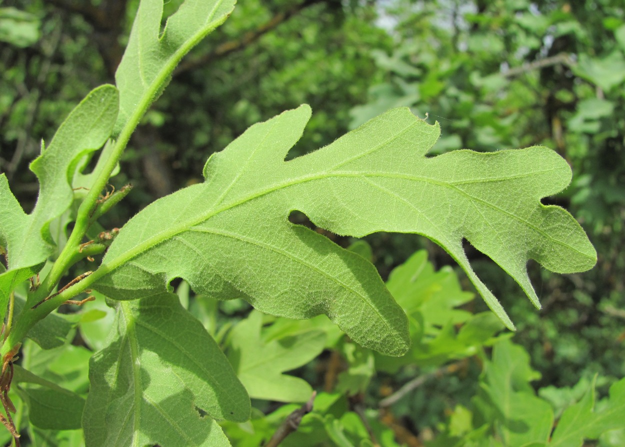 Image of Quercus pubescens specimen.