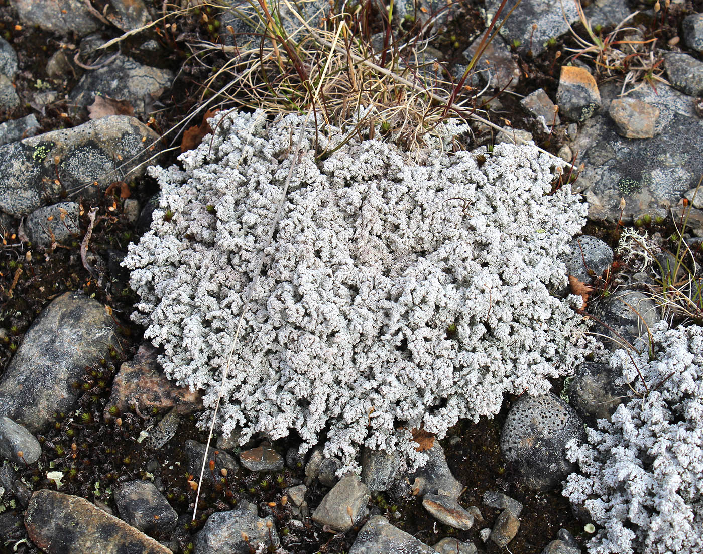 Image of genus Stereocaulon specimen.