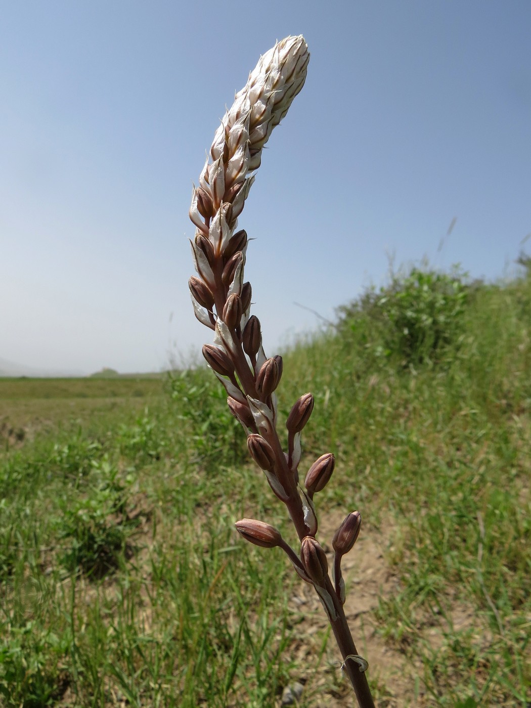 Image of Eremurus comosus specimen.