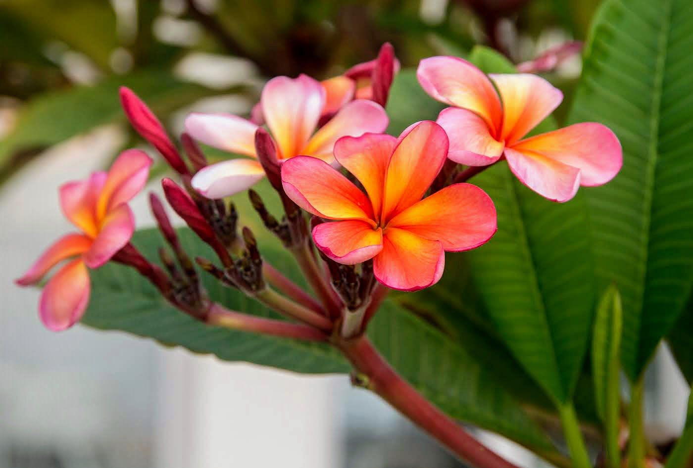 Изображение особи Plumeria rubra.