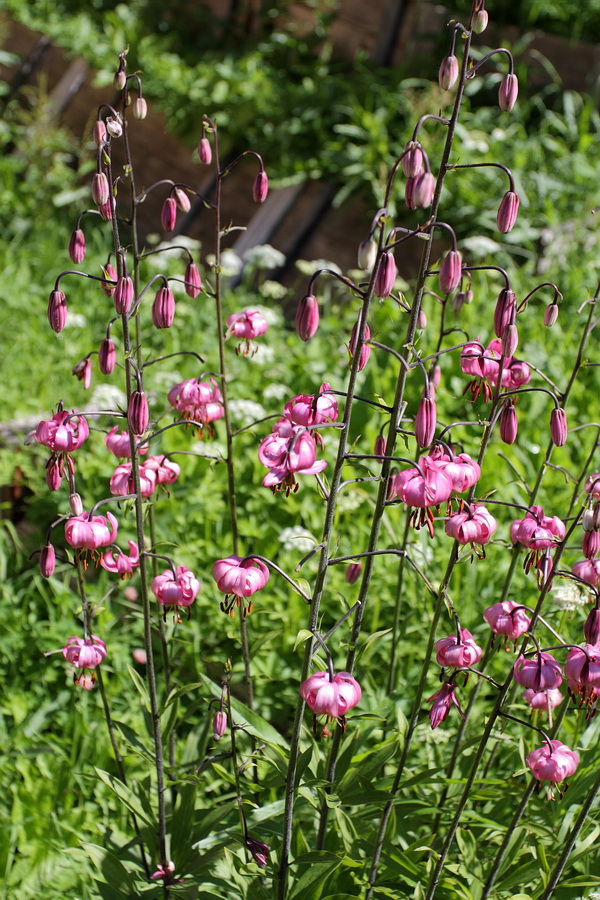 Image of Lilium martagon specimen.