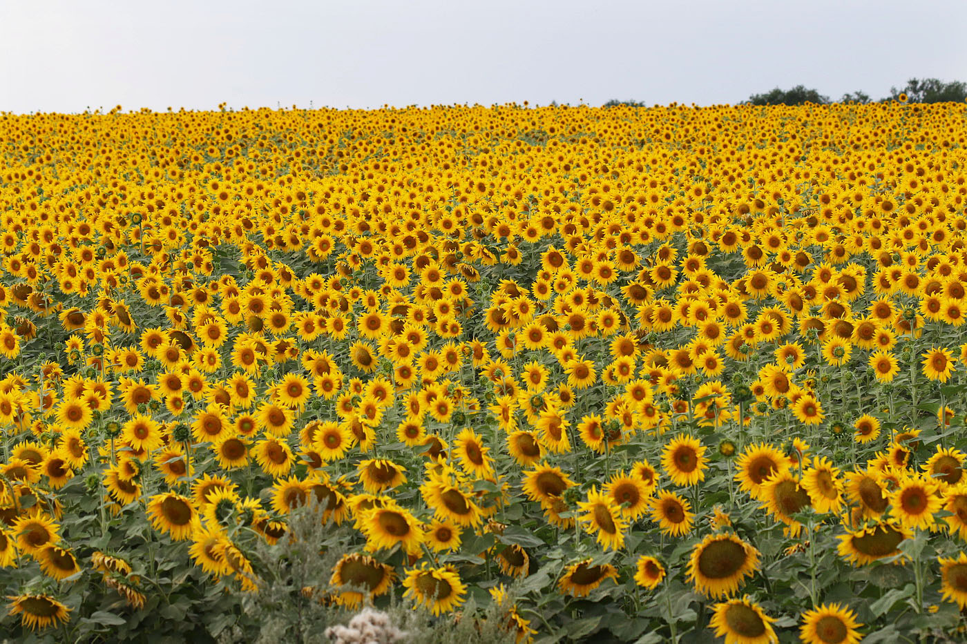 Image of Helianthus annuus specimen.