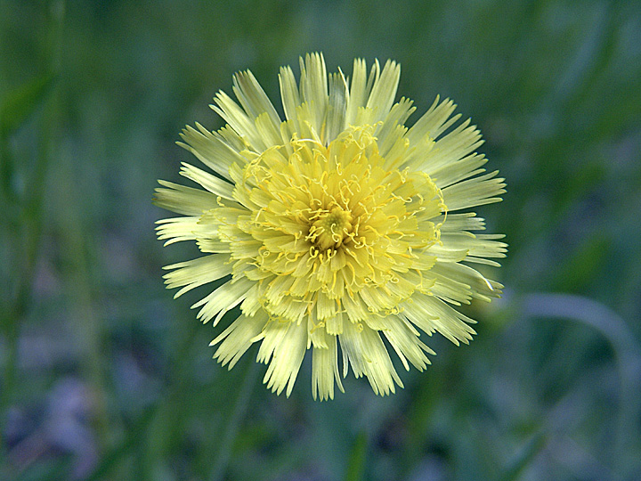 Изображение особи Pilosella officinarum.