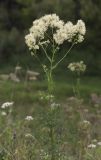 Thalictrum lucidum