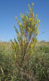 Orthanthella lutea. Цветущее растение. Украина, Луганская обл., Лутугинский р-н, с. Знаменка, балка Знаменский яр, злаково-грудницевая (Galatella villosa) ассоциация, пастбище. 28.08.2019.