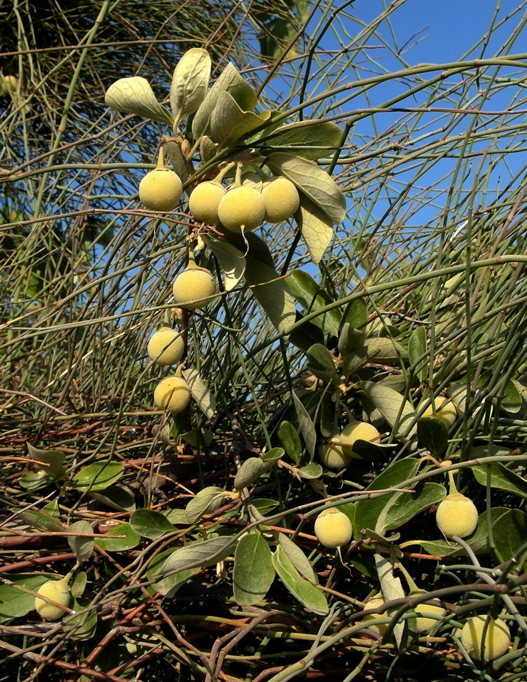 Изображение особи Styrax officinalis.