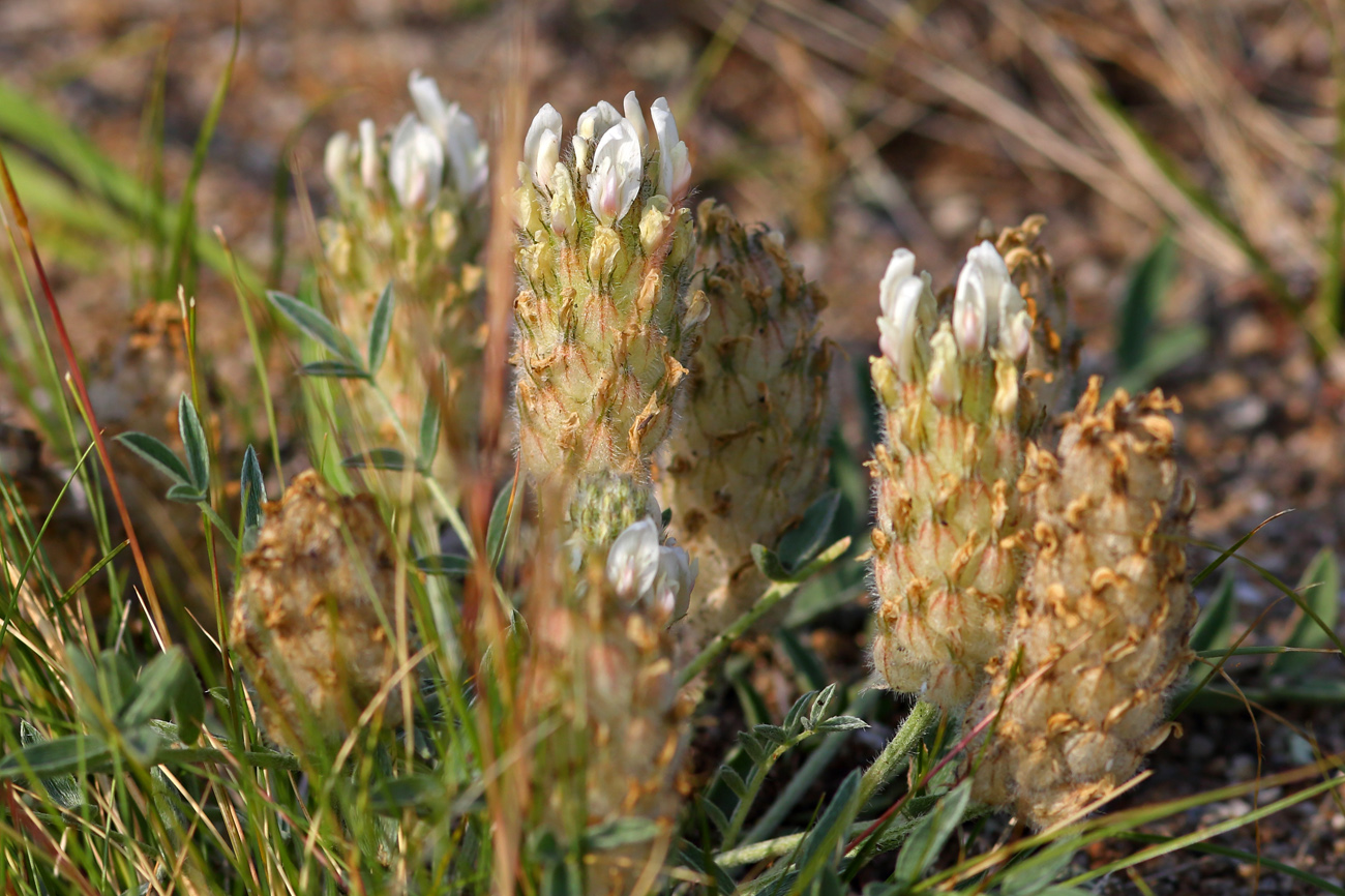 Image of Astragalus lupulinus specimen.