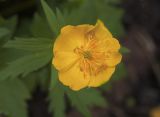 Trollius riederianus