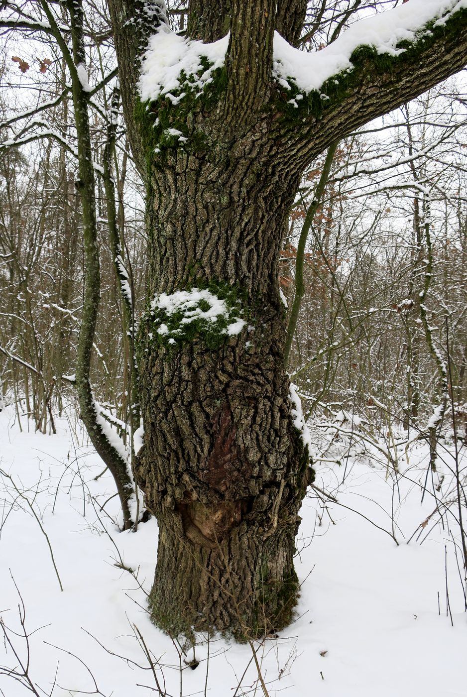 Изображение особи Quercus robur.