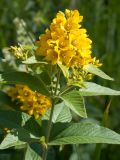 Lysimachia vulgaris. Верхушка побега с соцветиями. Финляндия, муниципалитет Савонлинна, окр. туркомплекса Харьюн Портти, разнотравный луг в небольшой депрессии. 14.07.2019.