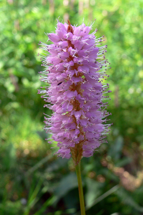 Image of Bistorta officinalis specimen.