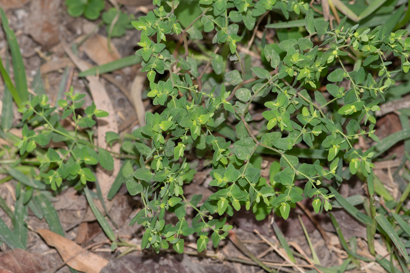 Изображение особи Euphorbia peplus.