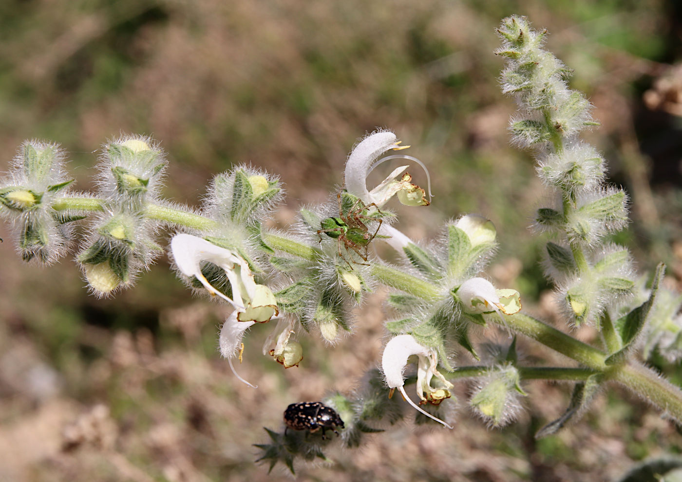 Изображение особи Salvia dominica.