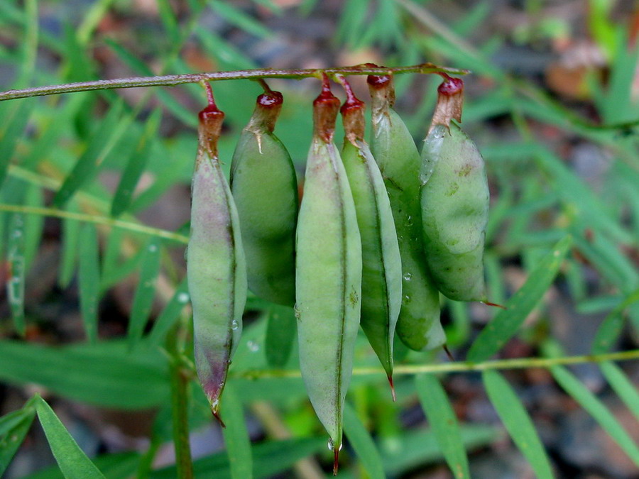 Image of Vicia megalotropis specimen.