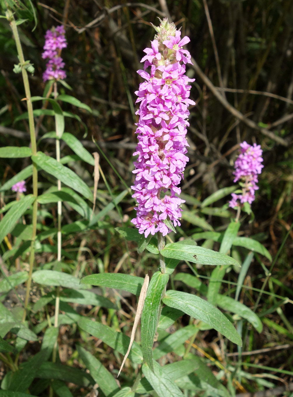 Image of Lythrum salicaria specimen.