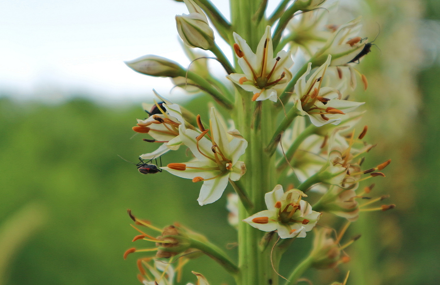 Image of Eremurus spectabilis specimen.