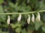 Digitalis lutea