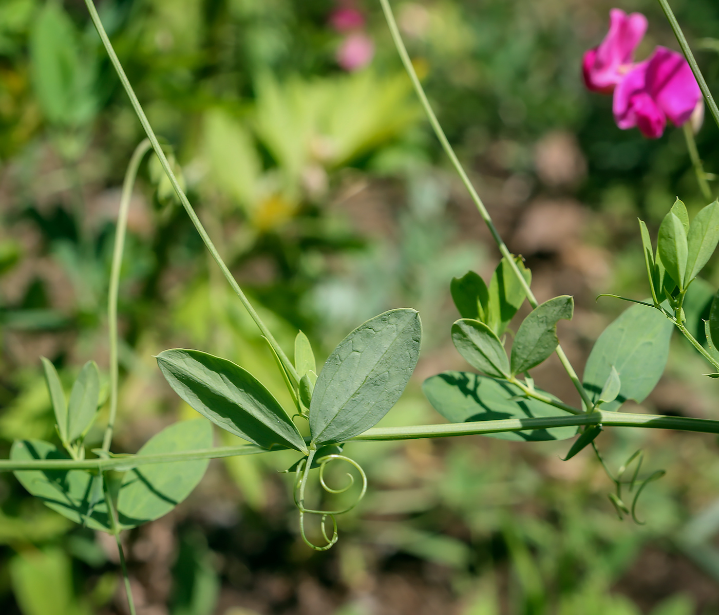 Изображение особи Lathyrus tuberosus.