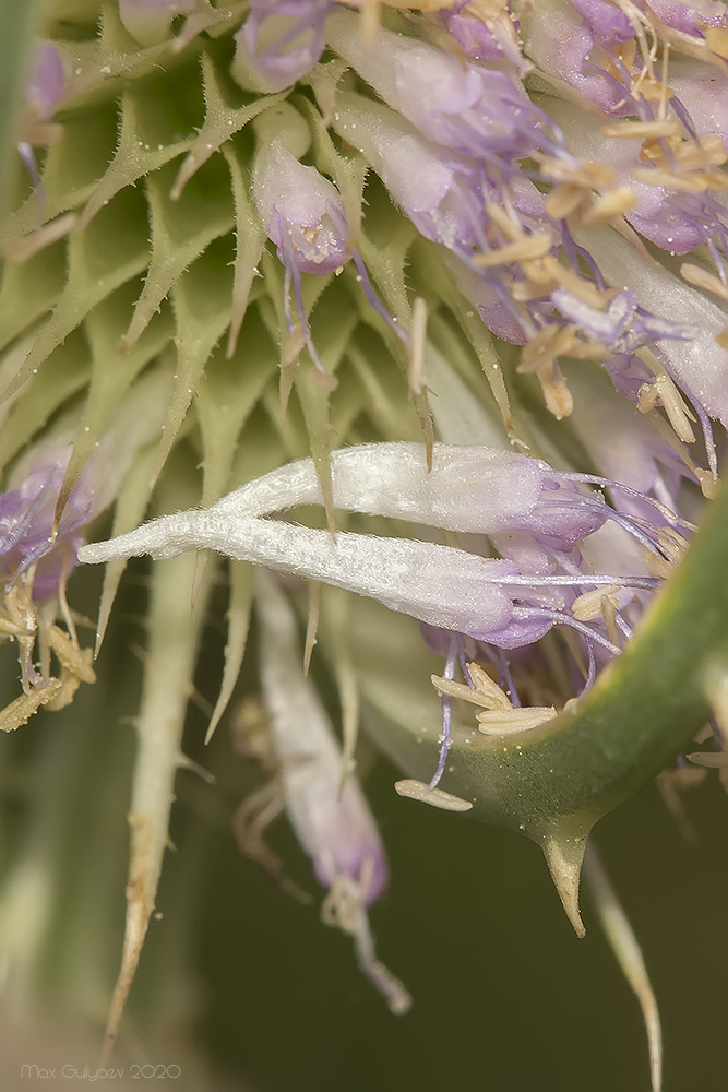 Изображение особи Dipsacus fullonum.