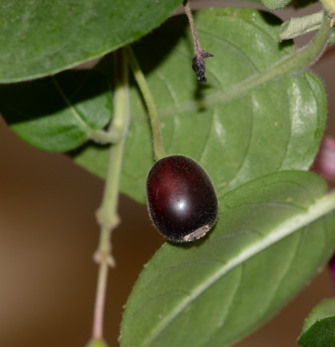 Image of genus Fuchsia specimen.