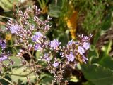 Limonium scoparium. Часть соцветия. Украина, Херсонская обл., Генический р-н, остров к югу от Геническа, западнее автотрассы, засоленная равнина. 15.08.2020.