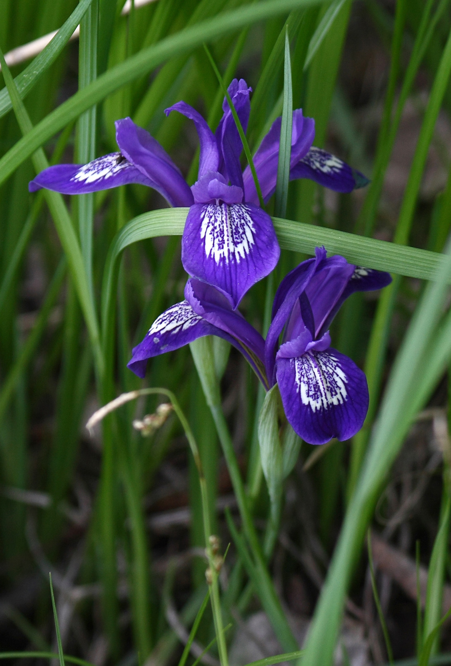 Изображение особи Iris ruthenica.