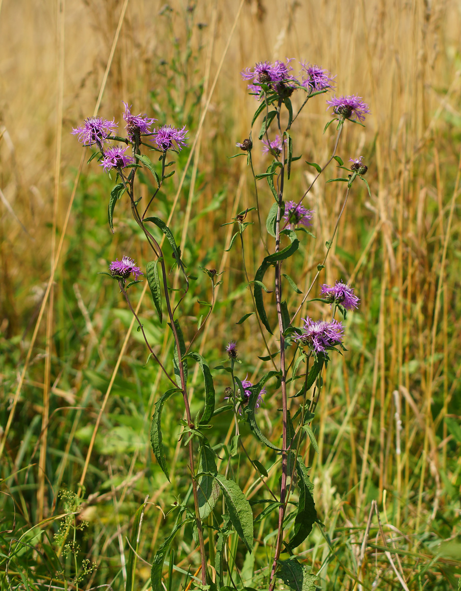 Image of Centaurea phrygia specimen.