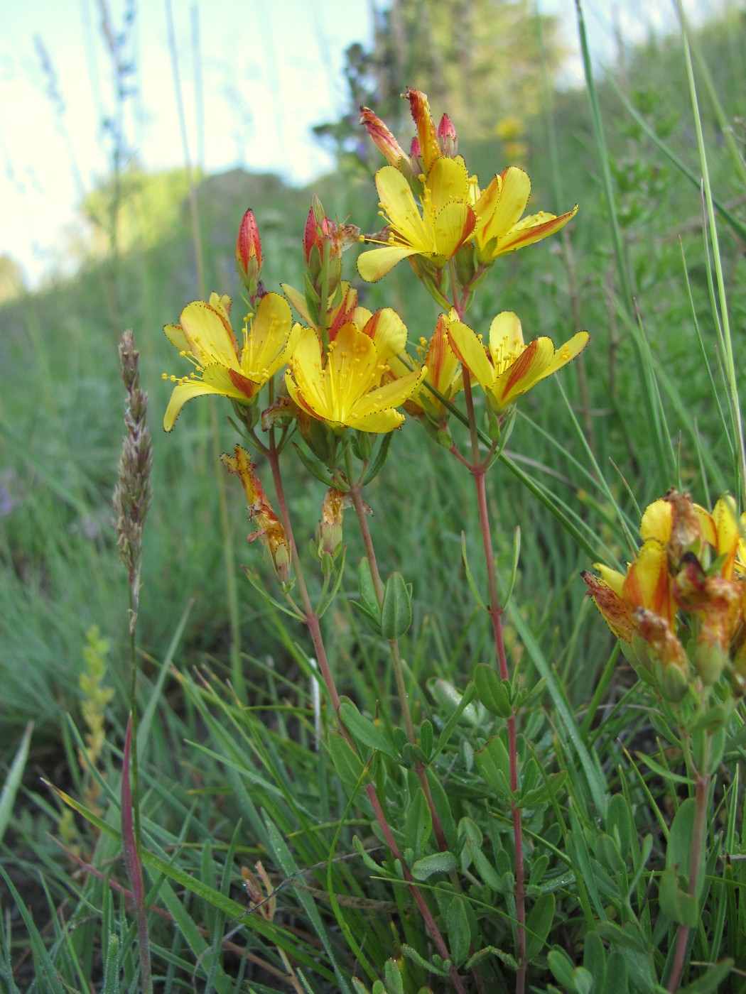 Image of Hypericum linarioides specimen.