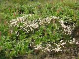 Salix reptans. Плодоносящие растения рядом с цветущей Cassiope lycopodioides (белые цветки). Камчатский край, Елизовский р-н, окр. вулкана Горелый, кустарничковая горная тундра. 28.07.2009.