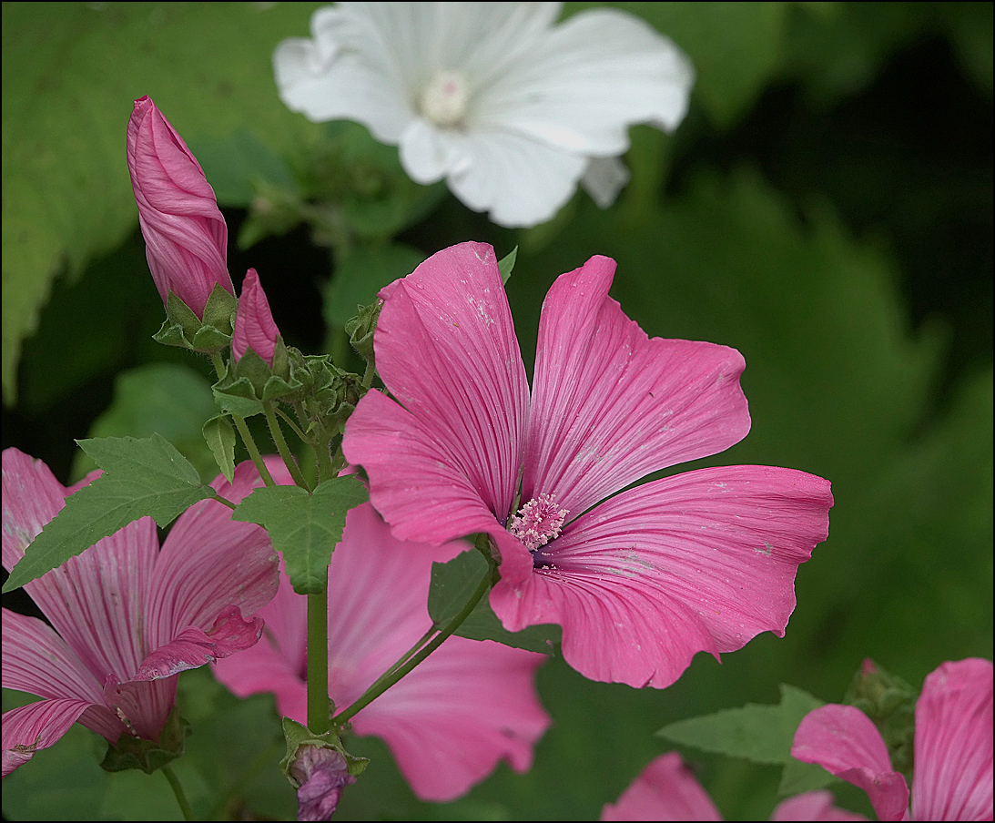 Image of Malva trimestris specimen.