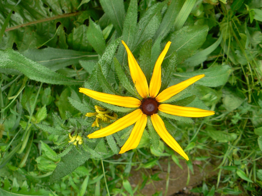 Image of Rudbeckia hirta specimen.