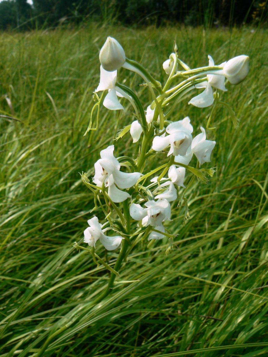 Image of Habenaria linearifolia specimen.