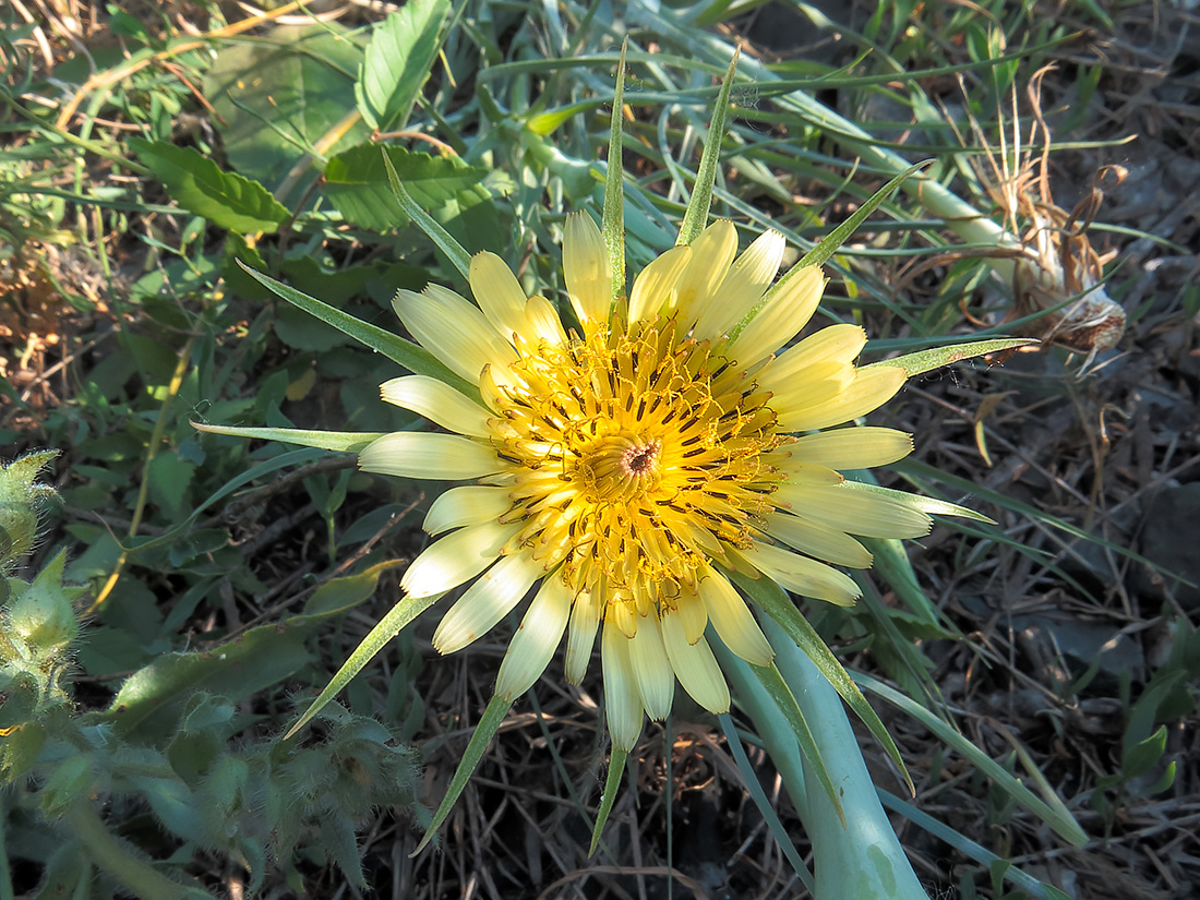 Изображение особи Tragopogon dubius.