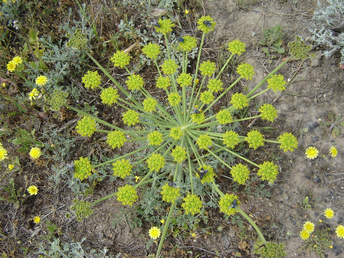 Image of Zosima absinthifolia specimen.