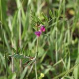 Vicia angustifolia. Верхушка побега с соцветием. Белоруссия, Витебская обл., окр. пос. Езерище, суходольный луг. 18.06.2010.