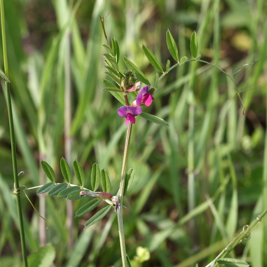 Image of Vicia angustifolia specimen.