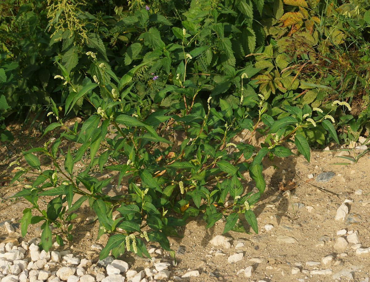 Image of Persicaria lapathifolia specimen.