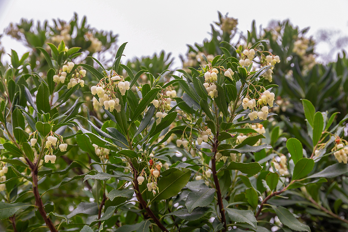 Image of Arbutus unedo specimen.