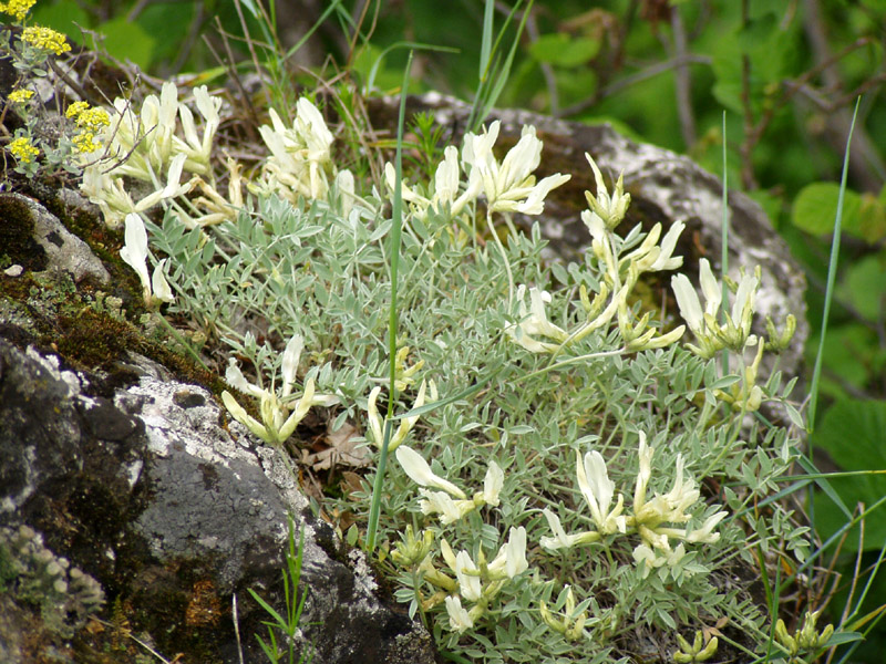 Image of Astragalus helmii specimen.