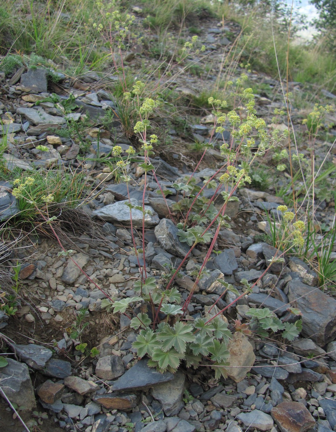 Изображение особи Alchemilla bombycina.