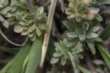 Odontarrhena obtusifolia. Молодые побеги в основании растения. Крым, Бахчисарайский р-н, окр. пгт Куйбышево, склон каменистого холма. 02.05.2022.