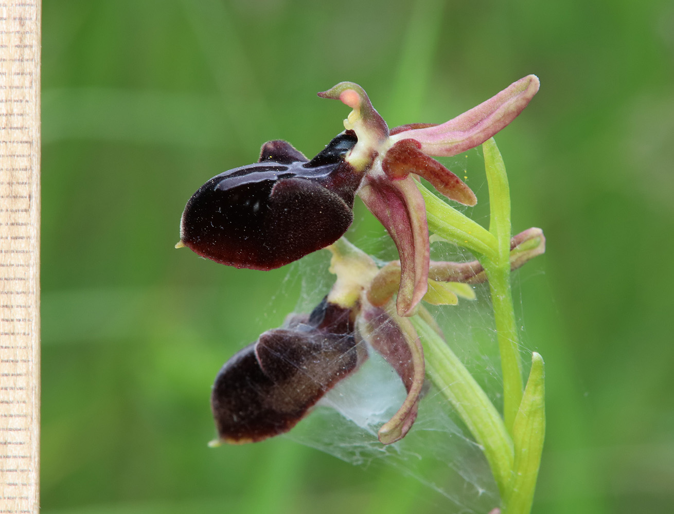 Изображение особи Ophrys mammosa.